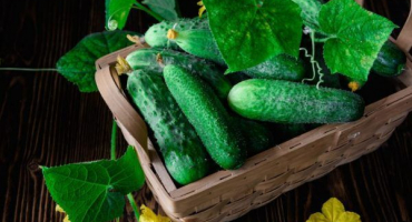 Odrůda okurky parmice f1